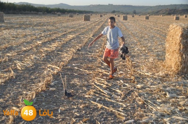 7amam lud monir 908 (37).JPG